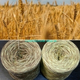 Colorful - Wheat - 4-nitka 50g/200m