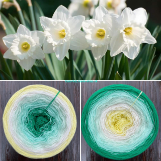 Narcisy III. 3-nitka / 1000m Daffodils III. - MDV 26.08.2023